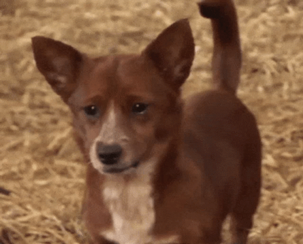 Sad Dog Barking GIF