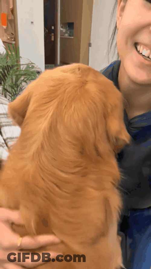 Sad Dog Being Comforted GIF