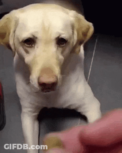Sad Dog Being Held By Person GIF