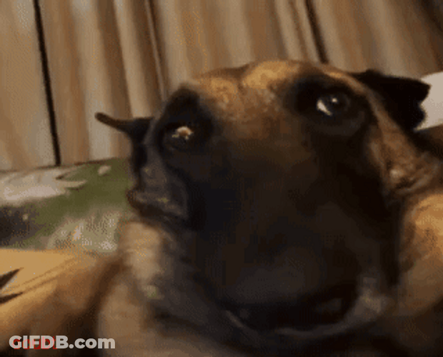 Sad Dog Belgian Shepherd GIF