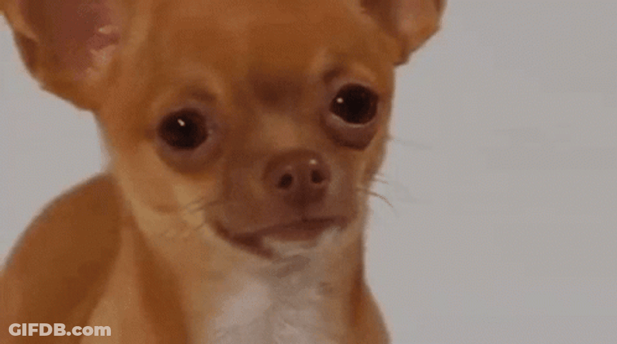 Sad Dog Brown Chihuahua GIF