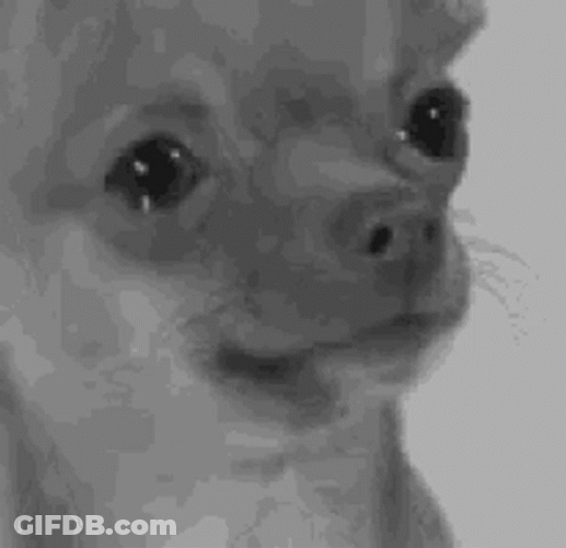Sad Dog Chihuahua Crying GIF