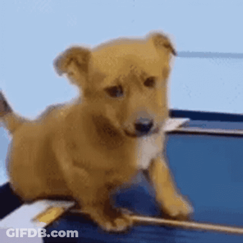 Sad Dog Dorgi GIF