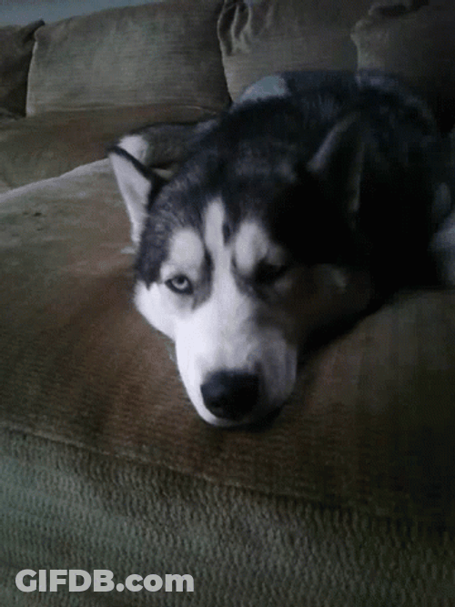 Sad Dog Husky GIF