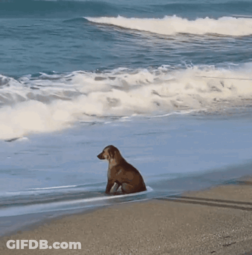 Sad Dog In The Sea GIF
