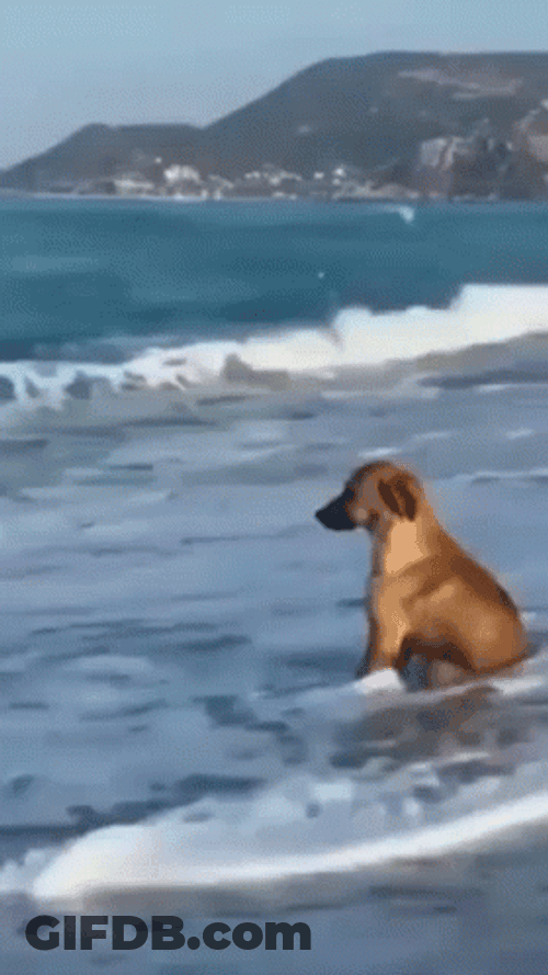 Sad Dog In The Seashore GIF