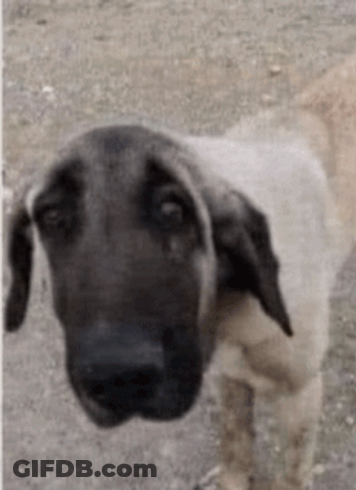 Sad Dog Kangal Shepherd GIF