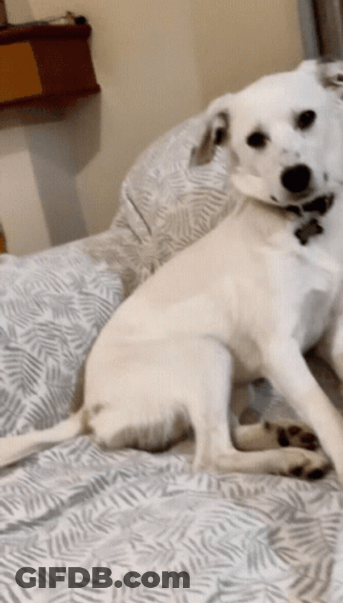 Sad Dog On Couch GIF
