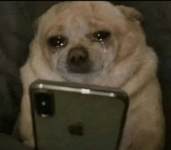 Sad Dog Sad Face Meme GIF
