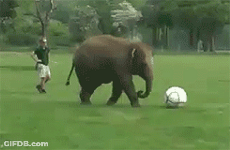 Sad Face Defeated Elephant GIF