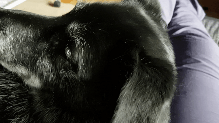 Sad Face Look Up Dog GIF