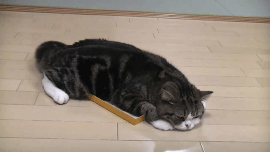 Sad Fat Cat GIF