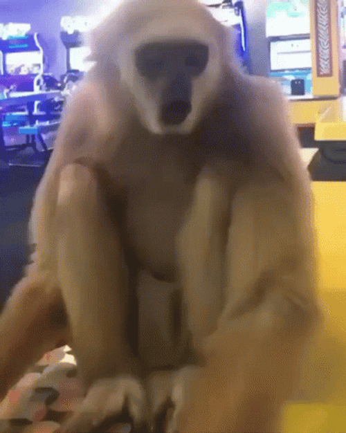 Sad Gibbon Animal GIF
