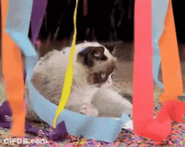 Sad Grumpy Cat Party Confetti GIF