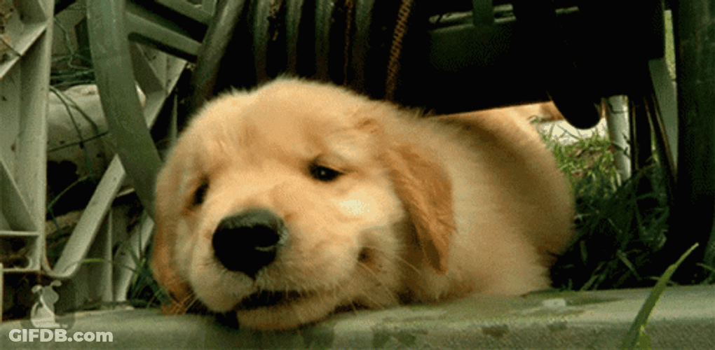 Sad Grumpy Puppy GIF