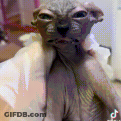 Sad Hairless Cat GIF