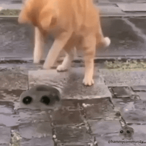 Sad Hamster And Orange Cat Playing GIF