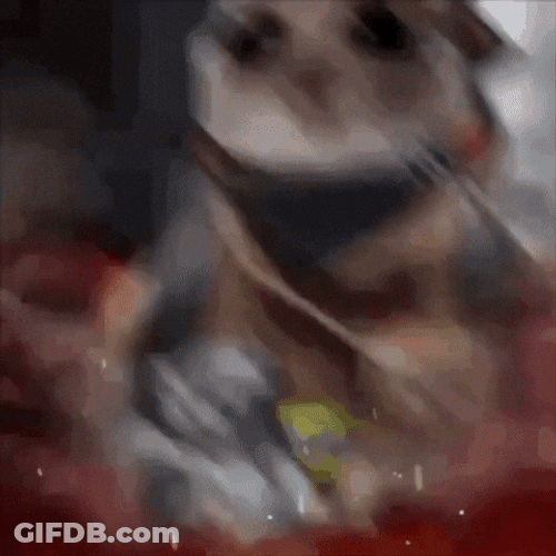 Sad Hamster Carrying Cute Kittens GIF
