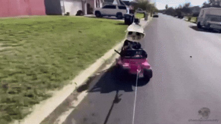 Sad Hamster Riding A Toy Car GIF