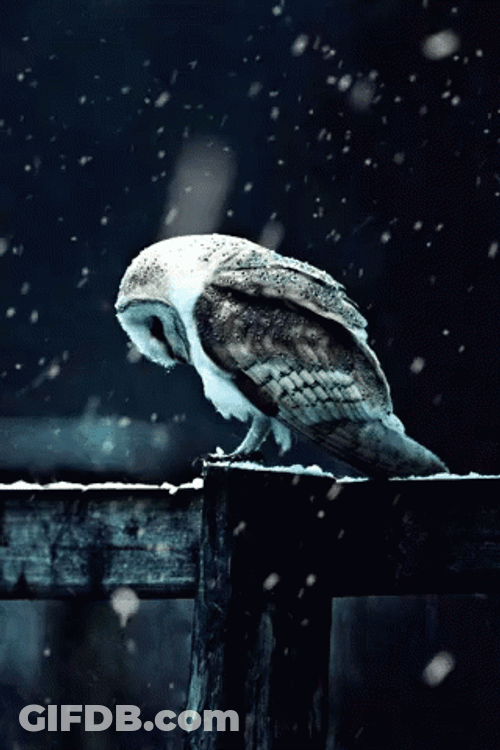 Sad Hedwig On Snow GIF