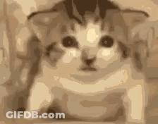 Sad Kitten Looking At Camera GIF