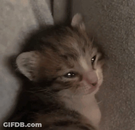Sad Kitten GIF