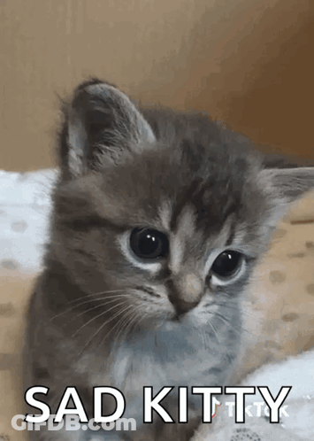 Sad Kitty Kitten GIF