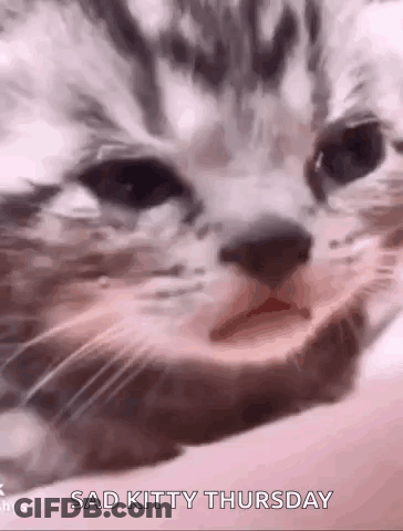 Sad Kitty Thursday Cat Close Up GIF
