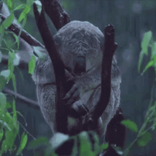 Sad Koala In The Rain GIF