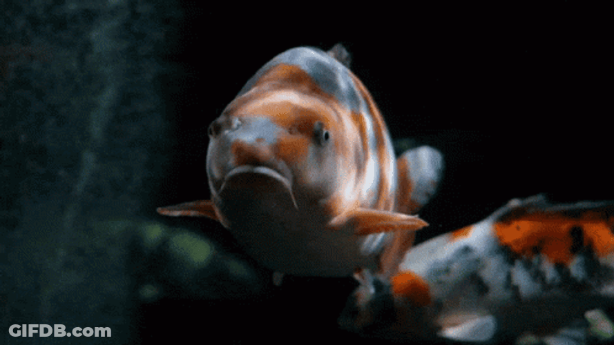 Sad Koi Fish Swimming GIF