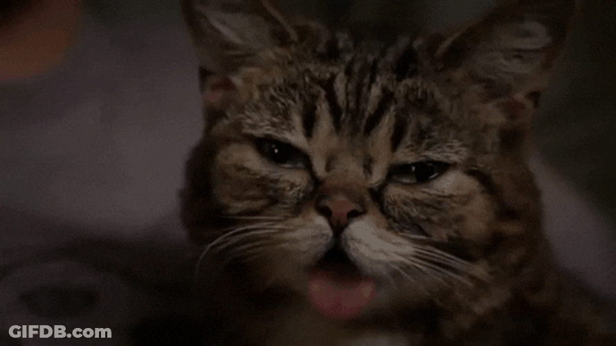 Sad Lil Bub Cat Crying Tongue Out GIF
