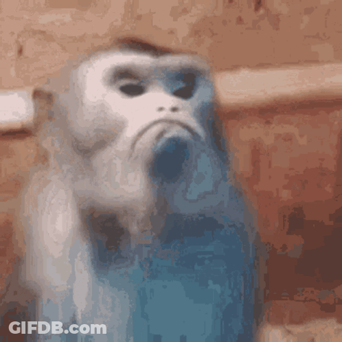 Sad Monkey GIF