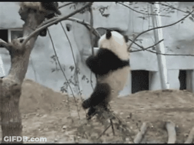 Sad Panda Falling Tree GIF