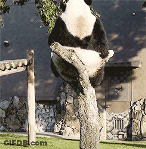 Sad Panda Falling GIF