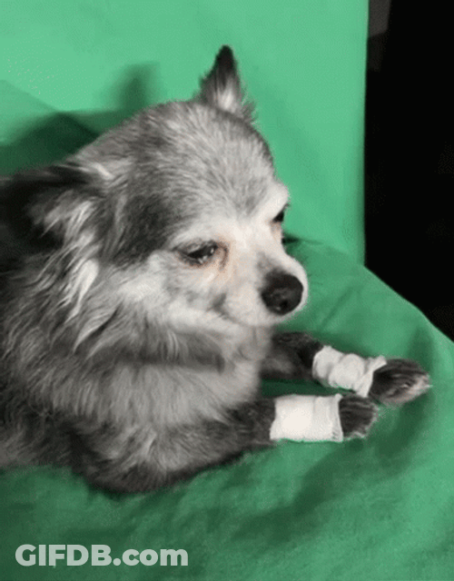 Sad Pomeranian Dog GIF