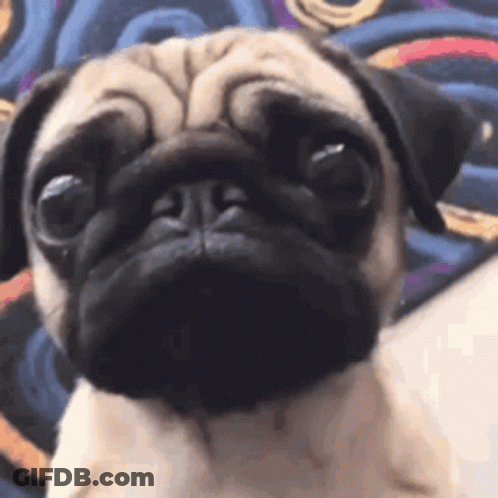 Sad Pug Dog Sitting On Bed GIF