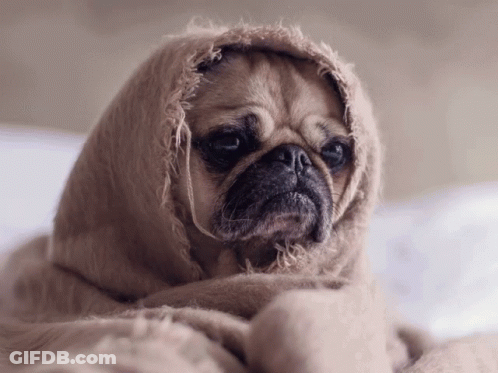 Sad Pug Wrapped In Blanket GIF