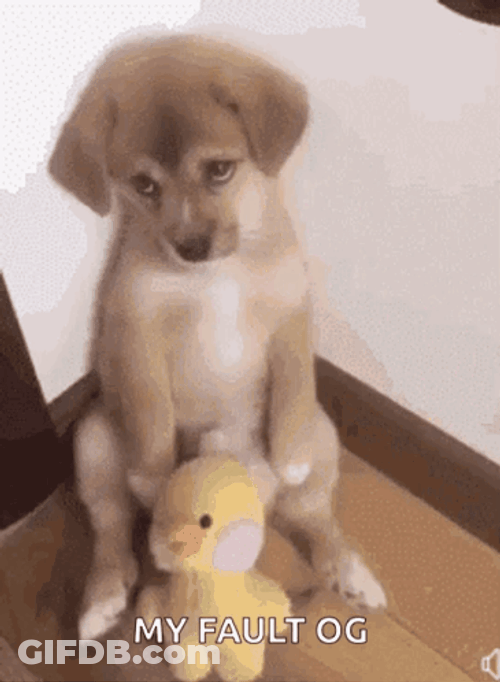 Sad Puppy Admits Fault GIF
