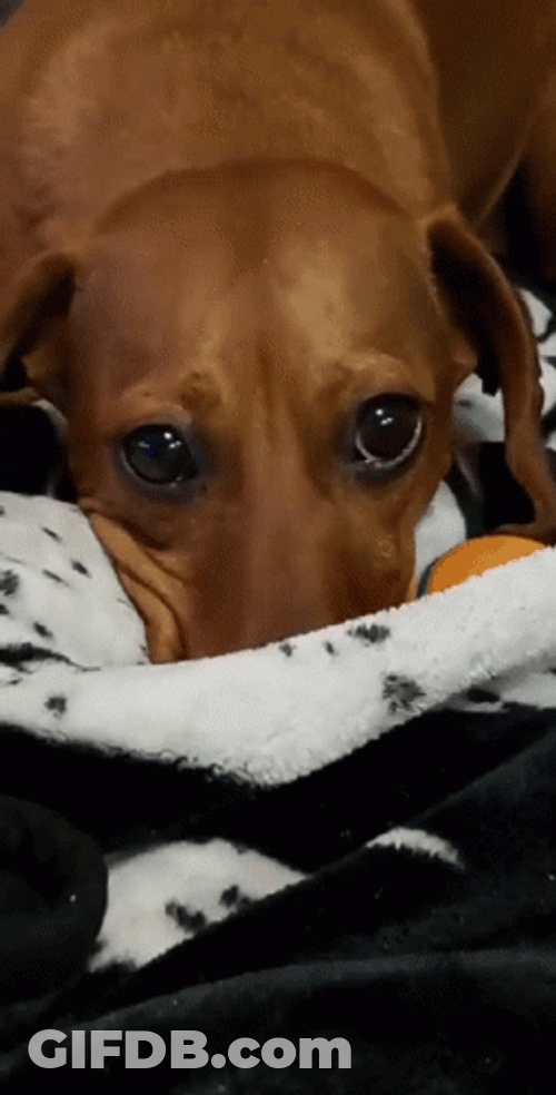 Sad Puppy Covers Mouth GIF