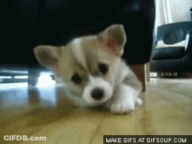 Sad Puppy Cutley Laying In Floor GIF