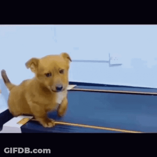 Sad Puppy Doesn't Want To Treadmill GIF
