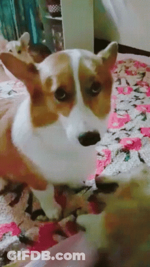 Sad Puppy Eyes Of Corgi GIF