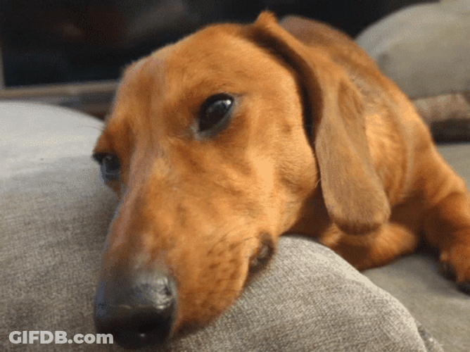 Sad Puppy Face On The Couch GIF