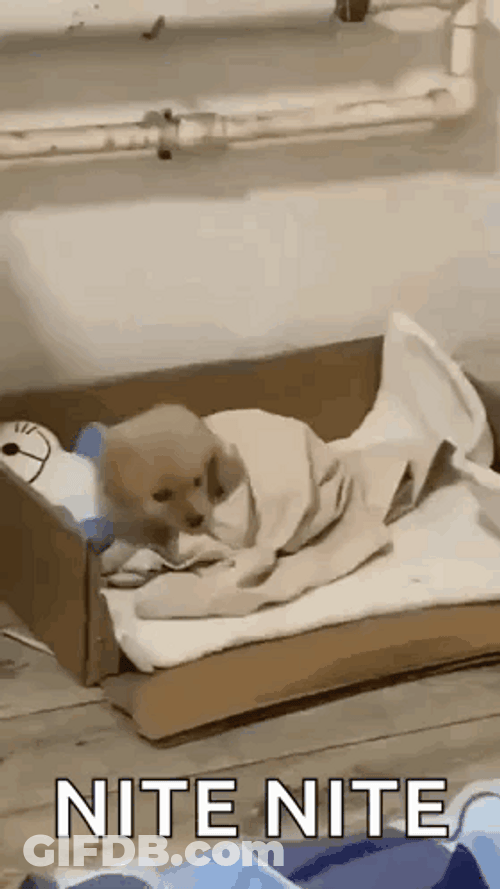 Sad Puppy Goes To Bed GIF