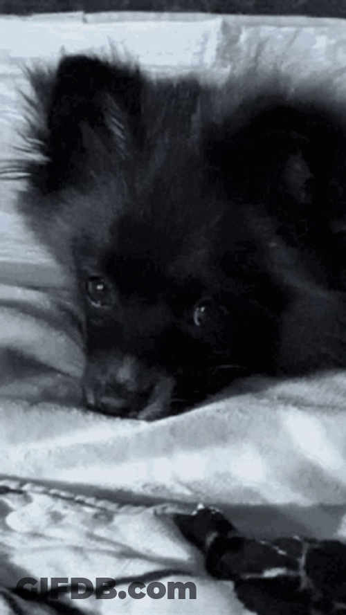 Sad Puppy Laying On The Bed GIF