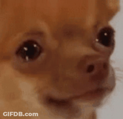 Sad Puppy Licks Nose GIF