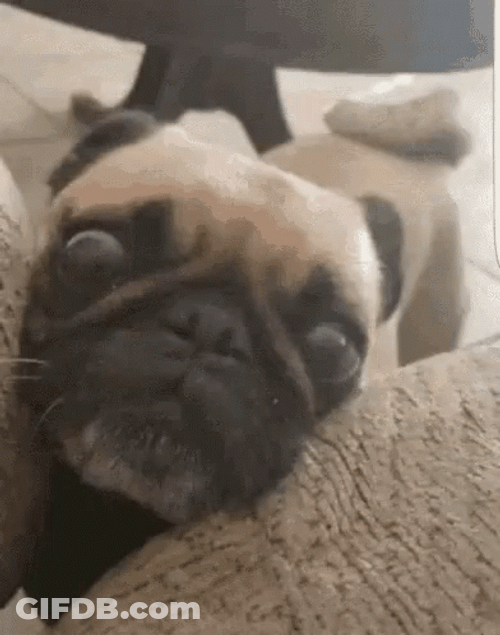 Sad Puppy Looking Pitiful GIF