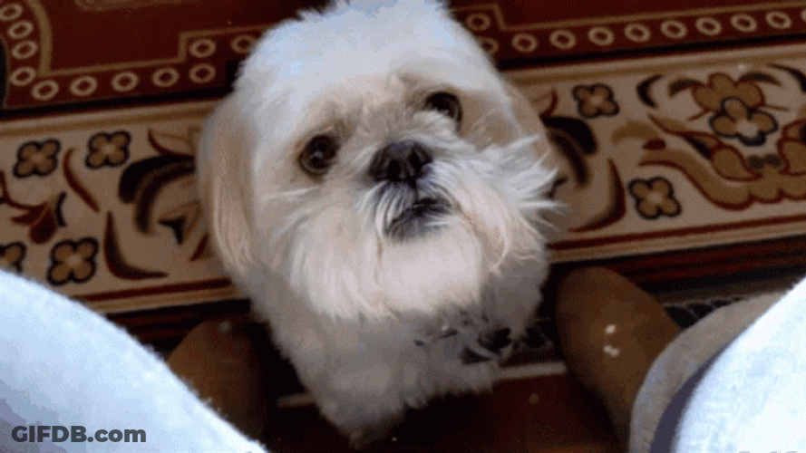 Sad Puppy Looks Down GIF