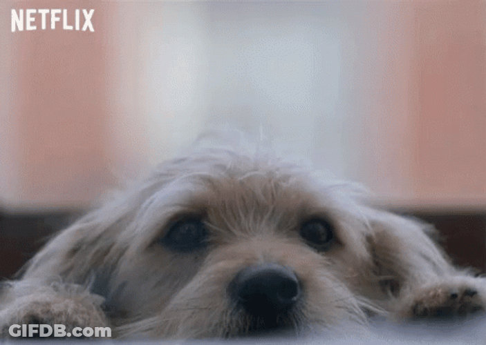 Sad Puppy Move Away GIF