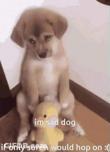 Sad Puppy Sitting Next To Stuffed Duck GIF